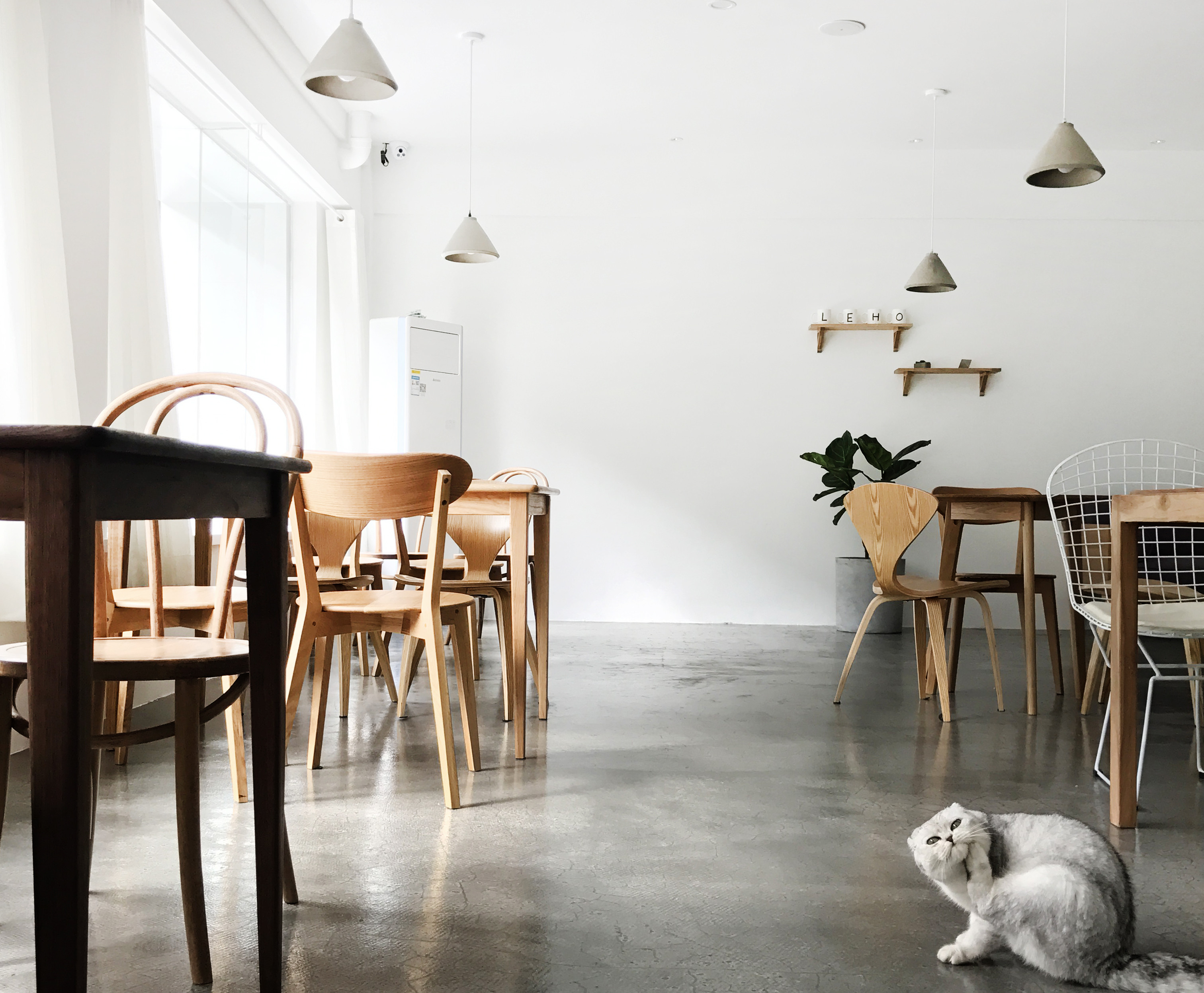 黃浦區簡約風格貓咖廳裝修設計-第5張圖片-上海古都建筑設計集團